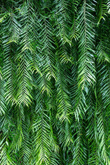 Close up of green fern leaves in tropical forest. Nature background