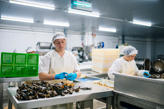 Employees taking mussels out of shells
