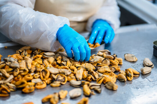 Crop employee putting mussels meat into container