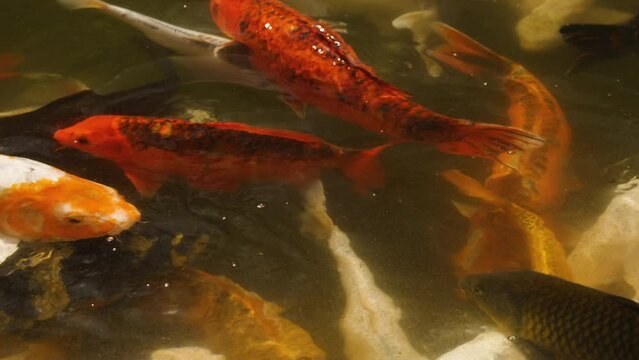 Multicolored koi carp fish. Carp (Cyprinus carpio haematopterus) swimming in a pond. Orange, gold, black and red