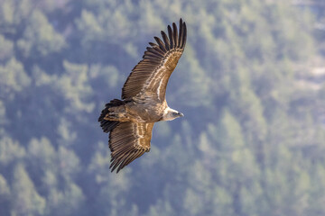 Griffon vulture in flight at Rémuzat en Provence, France