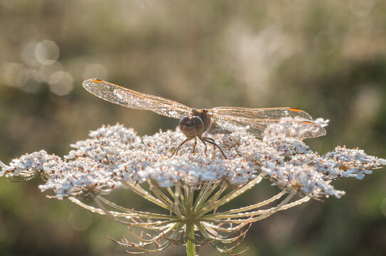 The dragonfly