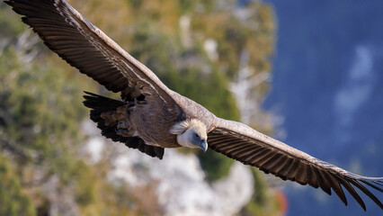 Griffon vulture in flight at Rémuzat en Provence, France