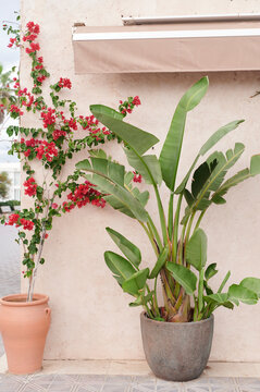 Plants sitting on a sunny patio