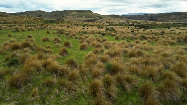 New Zealands landscape with Red tussock grass, protected area in southland near mossburn