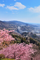 松田山の河津桜と青空の風景