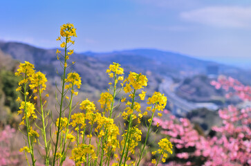 松田山の河津桜と菜の花と青空の風景