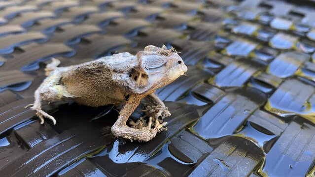 Petrified frog close up with decayed body on brown weaved chair, eyes closed