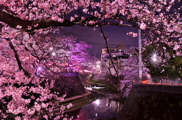 神奈川県大岡川プロムナードの満開の桜のライトアップ