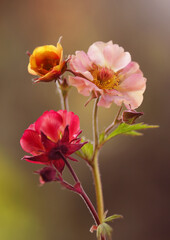 Kolorowe kwiaty - Geum Mai tai