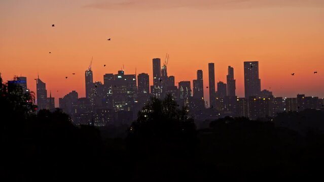 Bats flying across city skyline Melbourne Australia
