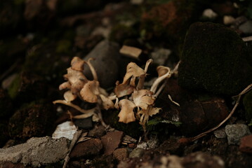 Oyster mushroom is a food mushroom from the Basidiomycota group and belongs to the Homobasidiomycetes class with the general characteristics of a white to cream fruiting body and a semicircular hood.