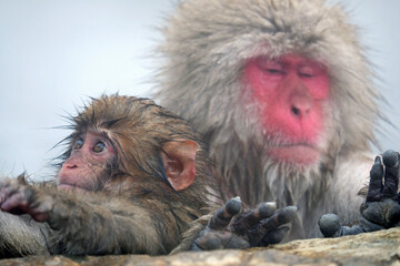 Snow monkey parent and child in a hot spring in Nagano prefecture, Japan