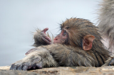 Young snow monkey in a hot spring in Nagano prefecture, Japan