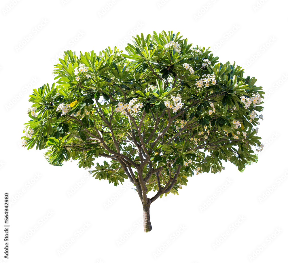 Sticker plumeria.isolated tree on white background. trees database botanical garden organization elements of