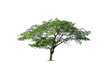 Obraz premium isolated big tree on White Background. tropical trees isolated used for design, advertising and architecture