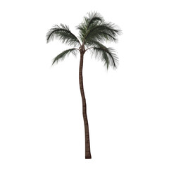 Tropical palm trees, leaves, foliage. Vector realistic illustration. Vintage design.