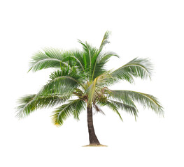 isolated big coconut tree on White Background.Large coconut trees database Botanical garden organization elements of Asian nature in Thailand, tropical trees isolated used for design, advertising