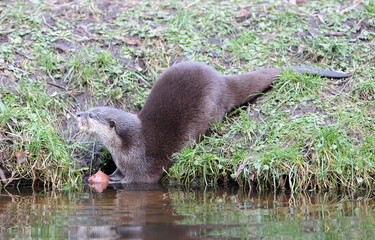 Fototapeta premium Otter eating in the water
