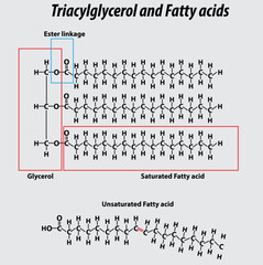 Triglyceride structure fatty acids saturated fatty acids unsaturated fatty acids vector structure