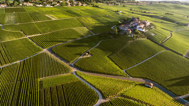 An Aerial View Of The Vineyards In Canton Vaud With Some Houses In The Distance