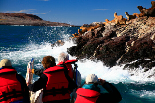 Eco-tourists watching sea lions at Puerto Deseado, Patagonia, Argentina