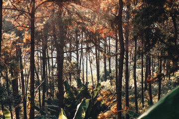 Mountains and pine forests on a summer