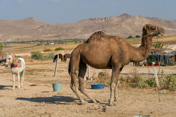 Close-up of a camel on a sunny day in the sandy mountains, horses in the background