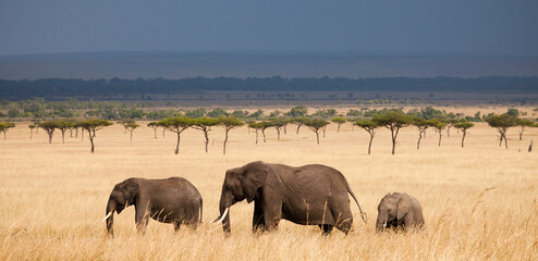 Three African Elephants (Loxodonta) walking in Kenya's Masai Mara.