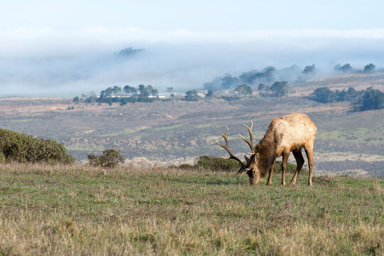 Tule Elk at Point Reyes