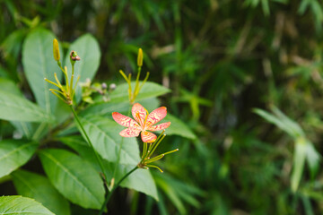 blooming pink and yellow flower in garden with green leafs