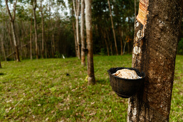 Tapping latex rubber tree, Rubber Latex extracted from rubber tree, harvest in Thailand