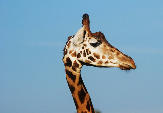 Head of giraffe.