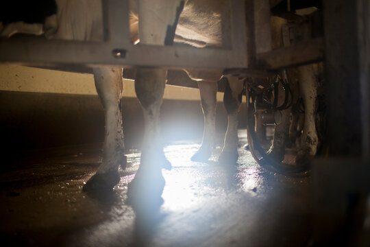 Hands holding manure cow bedding.