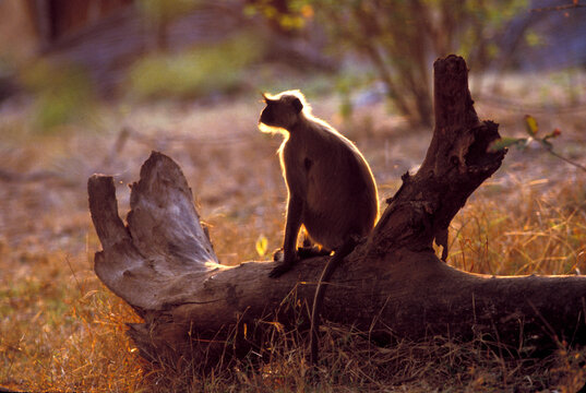 Kanha National Park, India