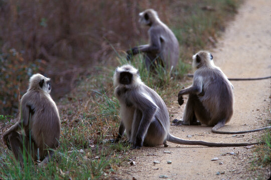 Kanha National Park, India