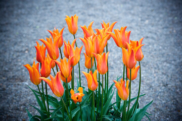Orange tulips.