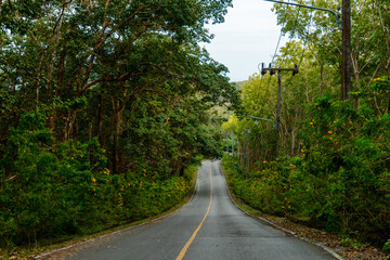 Fototapeta na wymiar Asphalt road in the jungle with yellow markings