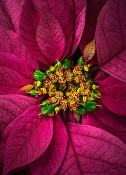 dark pink poinsettia