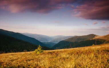 Fototapeta premium Amazing landscape in the mountains at sunrise. View of wild grass on mountain meadows. Natural landscape at the summer time. Concept of the awakening wildlife.