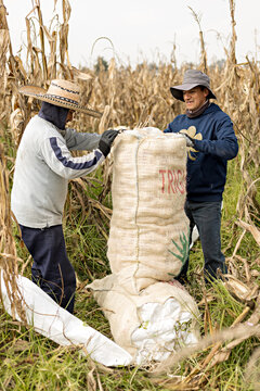 Workers in a corn field accommodating sacks full of dry ears