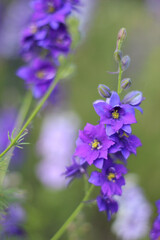 Fototapeta na wymiar Purple flower on a grass