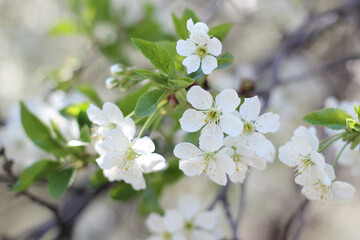 Cherry flower blossom tree in spring
