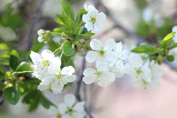 Cherry flower blossom tree in spring