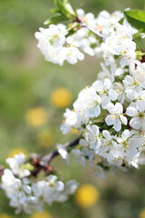 Cherry flower blossom tree in spring