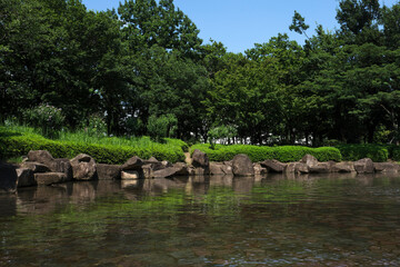 Closeup view of quiet green park pool and woods