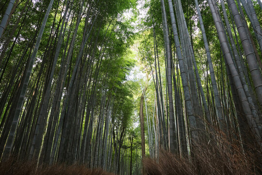 Beautiful bamboo forest