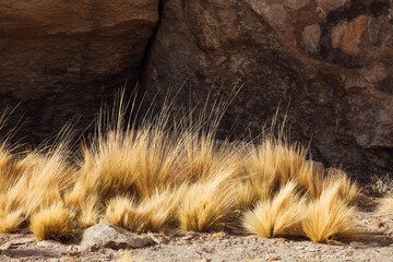 Yellow grass among the rocks in Bolivia
