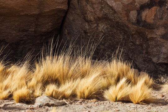 Yellow grass among the rocks in Bolivia