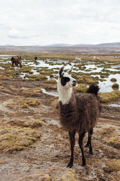 A llama stands in a field in Bolivia